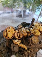 گردو با پوست درجه یک - تصویر 2