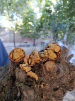 گردو با پوست درجه یک