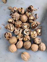 گردو اقتصادی