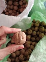 گردو‌ فندقی - تصویر 3